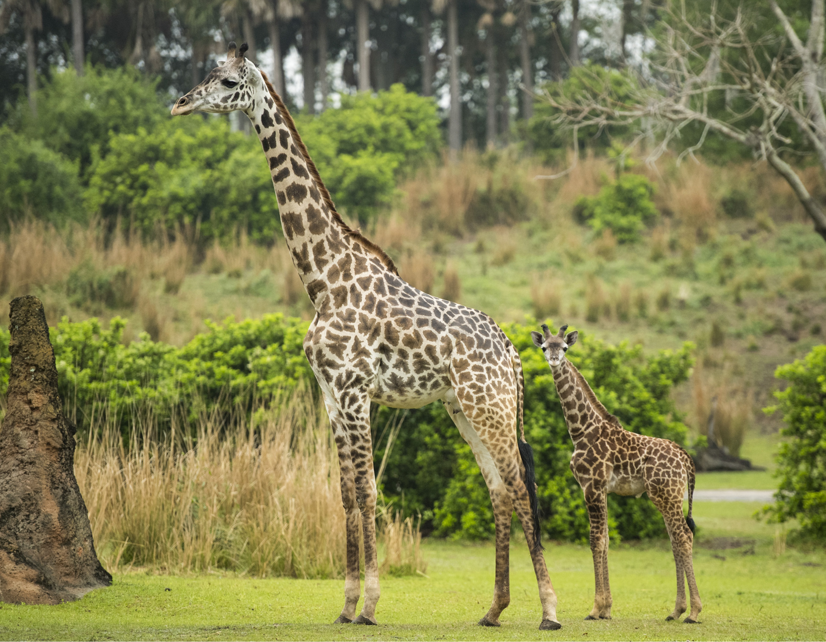 Girafa masai